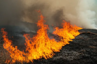 Illustration blazing - Image 1