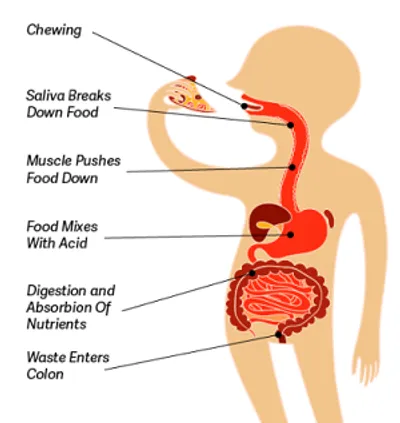 Illustration digestion - Image 2