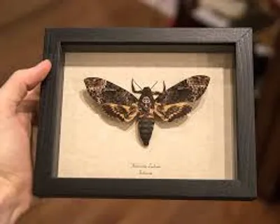 Illustration specimen - Image 2