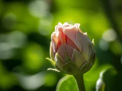 Illustration pregnant - Image 1