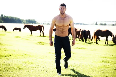 Illustration stallion - Image 1