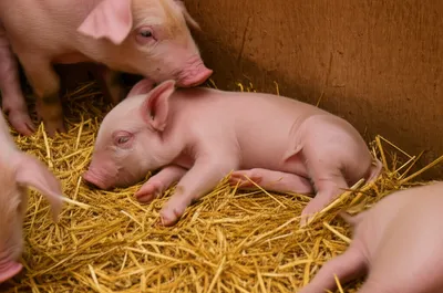 Illustration dolls - Image 1