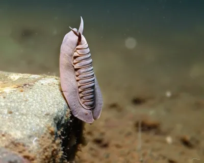 Illustration inarticulate