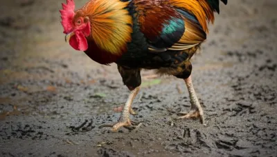 Illustration feathering - Image 1