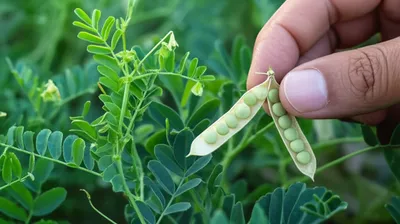 Illustration lentil - Image 1