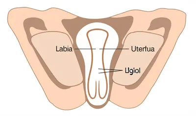 Illustration clitoral