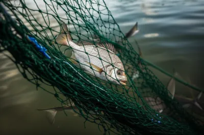 Illustration implicate - Image 1