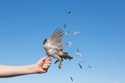 Illustration clipped - Image 1