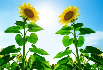 Illustration rivaled - Image 1