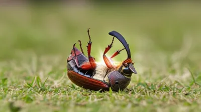 Illustration snaps - Image 1