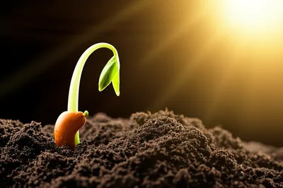 Illustration dawned - Image 1