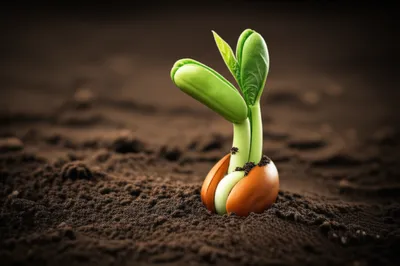 Illustration endogenous