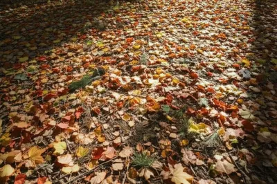 Illustration litter - Image 1