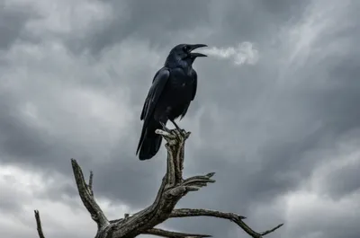 Illustration caws - Image 1