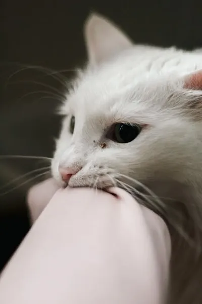 Illustration teething - Image 2