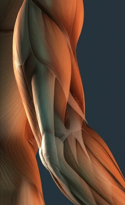 Illustration aponeurosis