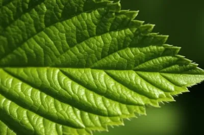 Illustration teeth - Image 1