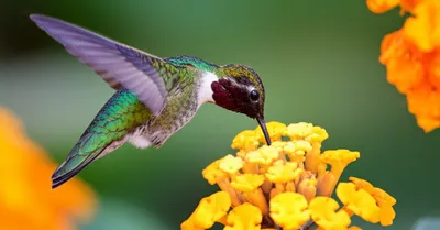 Illustration eager - Image 1