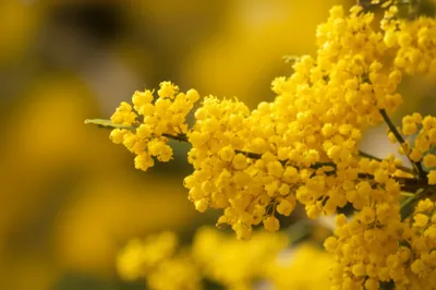 Illustration cassia - Image 1