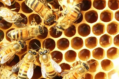 Illustration hives - Image 1