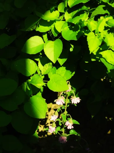 Illustration supersede - Image 1