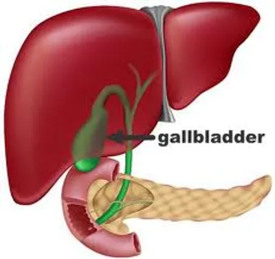 Illustration gallbladder - Image 2