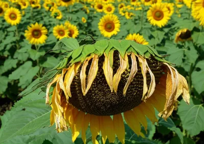 Illustration drooped - Image 1