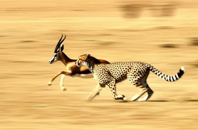 Illustration ran - Image 1