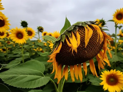 Illustration discouragement