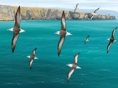 Illustration shearwater