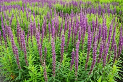 Illustration alfalfa - Image 1