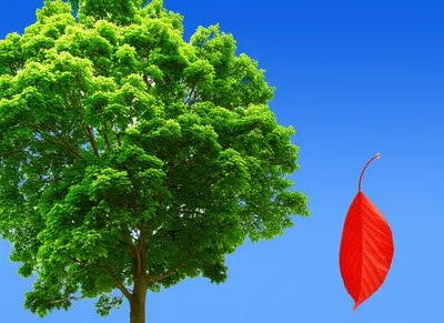 Illustration deciduous