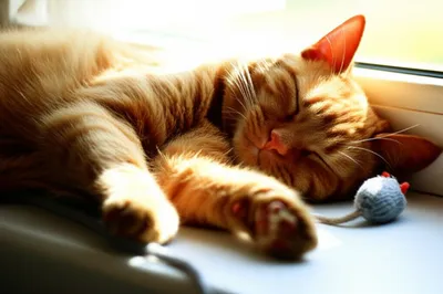 Hình ảnh minh họa napped - Ảnh 1