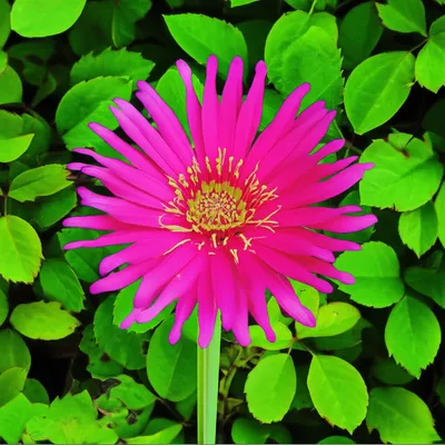 Illustration reprises