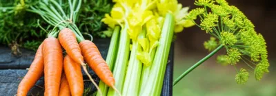 Illustration umbellifer