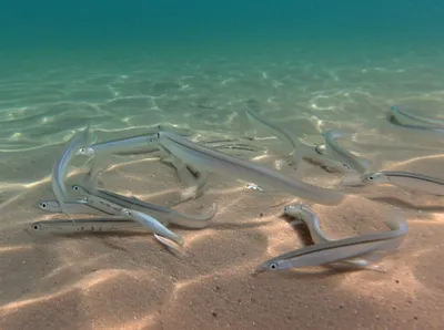 Illustration sand eels - Image 1