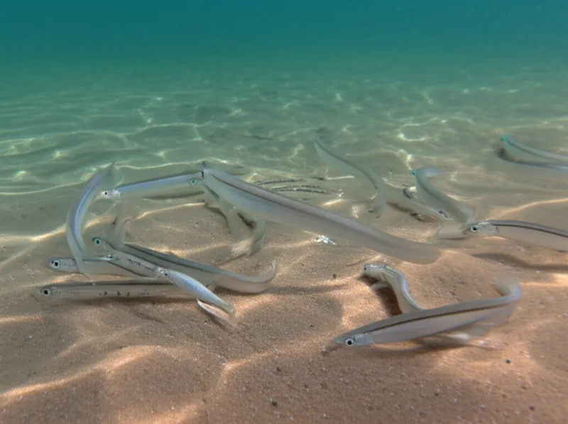 sand eels