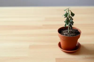 Illustration sick - Image 1