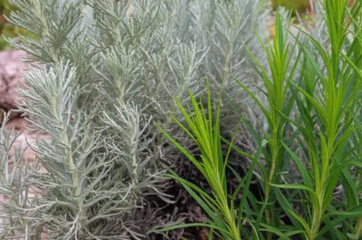 Illustration artemisia