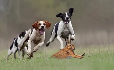 Illustration baited - Image 1