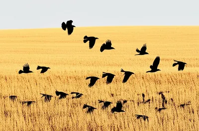 Illustration invades - Image 1