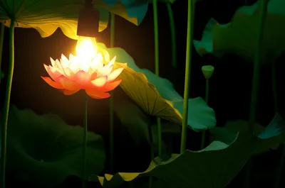 Illustration lite - Image 1