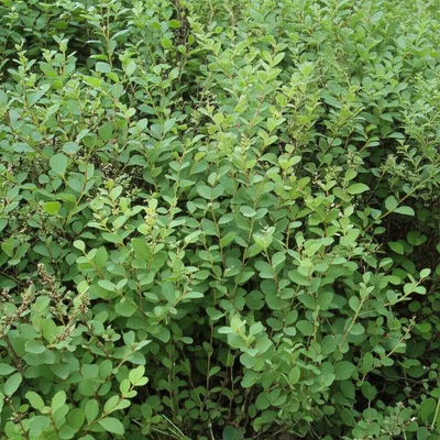 Illustration brush - Image 1