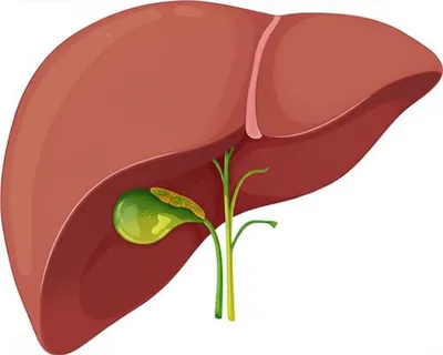 Illustration galls - Image 1