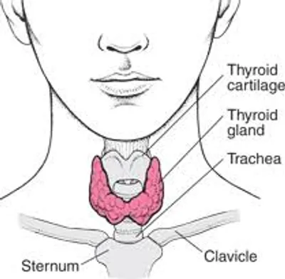 Illustration thyroid - Image 2