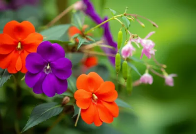 Illustration balsams - Image 1