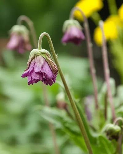 Illustration stiffened