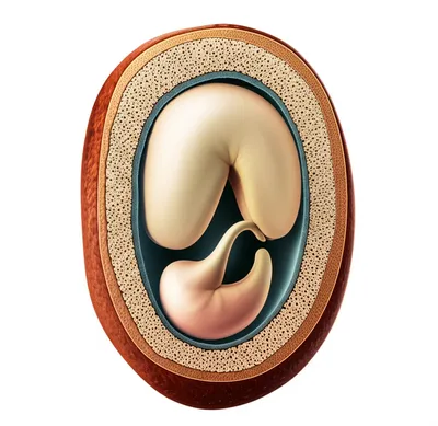 Illustration seed - Image 1