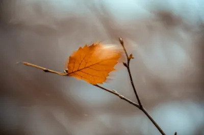 Illustration whiffled - Image 1