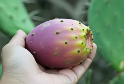 Illustration tuna - Image 1